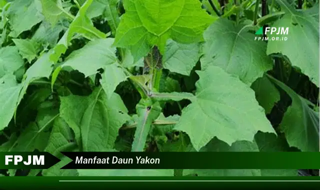 manfaat daun yakon