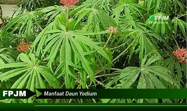 manfaat daun yodium