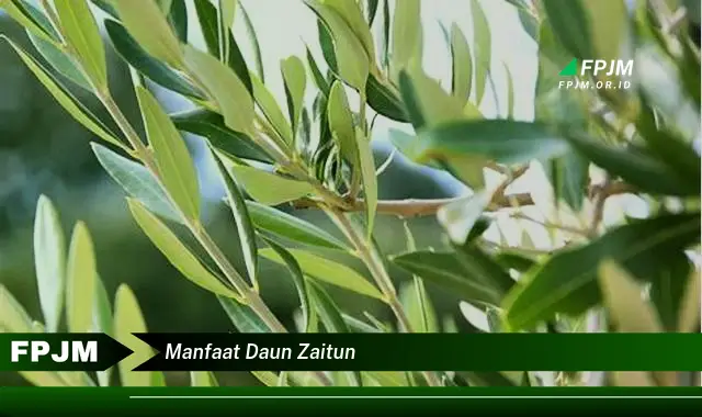 manfaat daun zaitun