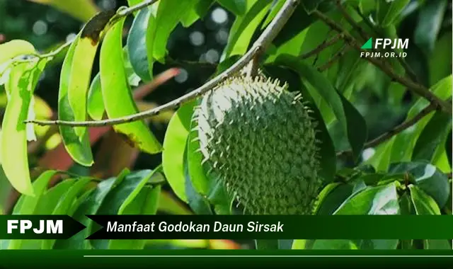 manfaat godokan daun sirsak