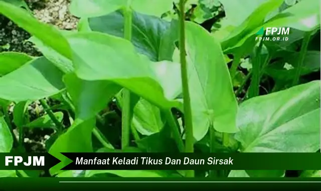 manfaat keladi tikus dan daun sirsak