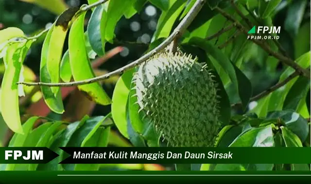 Ketahui 10 Manfaat Kulit Manggis dan Daun Sirsak untuk Kesehatan Anda