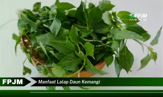 manfaat lalap daun kemangi