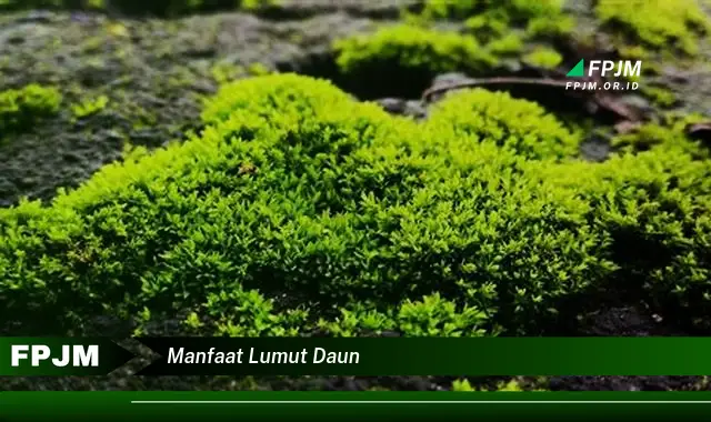 manfaat lumut daun