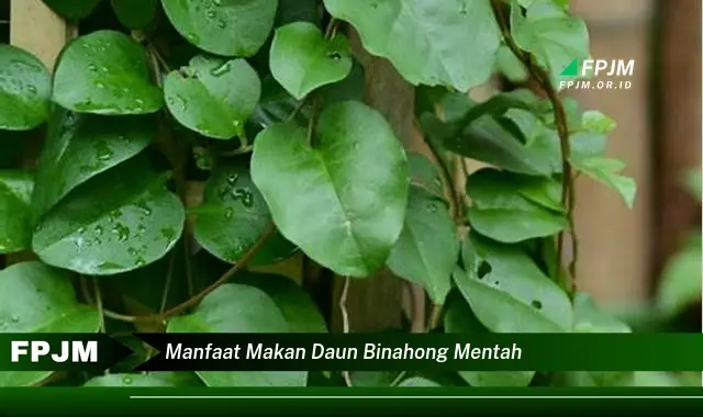 manfaat makan daun binahong mentah