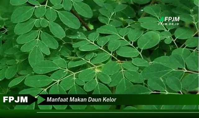 Ketahui 9 Manfaat Makan Daun Kelor untuk Kesehatan Tubuh Anda Secara Keseluruhan