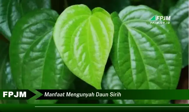 manfaat mengunyah daun sirih