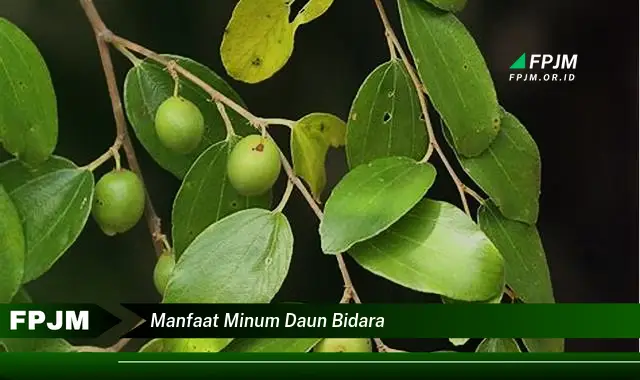 manfaat minum daun bidara