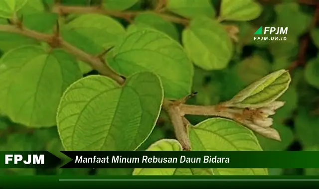 manfaat minum rebusan daun bidara