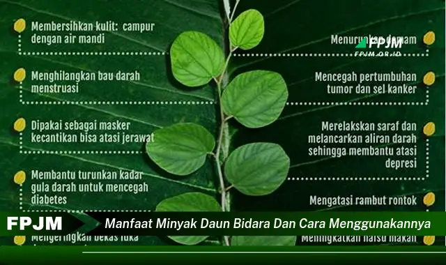 manfaat minyak daun bidara dan cara menggunakannya