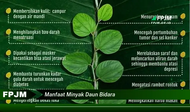 Ketahui 8 Manfaat Minyak Daun Bidara untuk Kesehatan Kulit dan Rambut