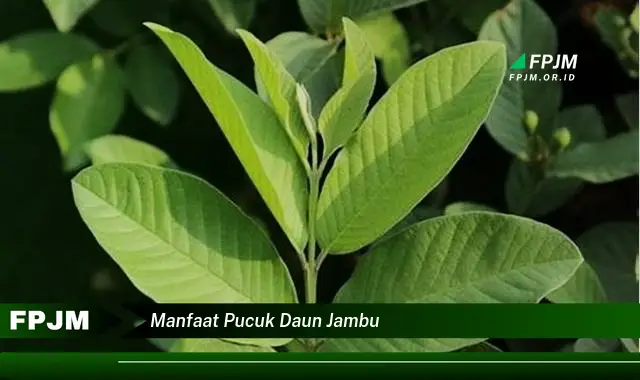 manfaat pucuk daun jambu