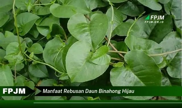 manfaat rebusan daun binahong hijau