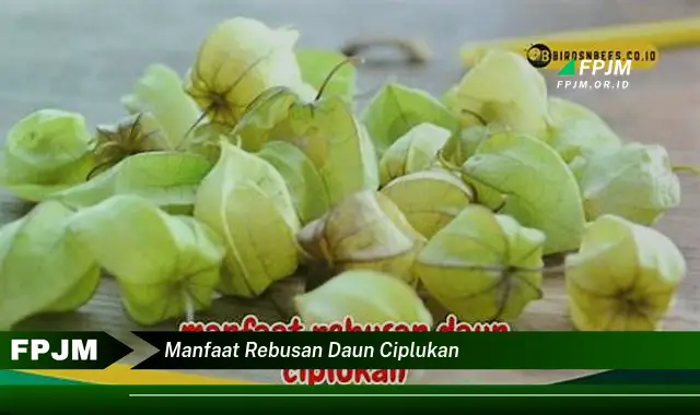 manfaat rebusan daun ciplukan