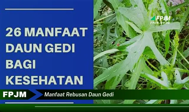 manfaat rebusan daun gedi