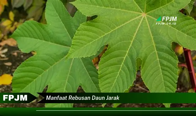 manfaat rebusan daun jarak