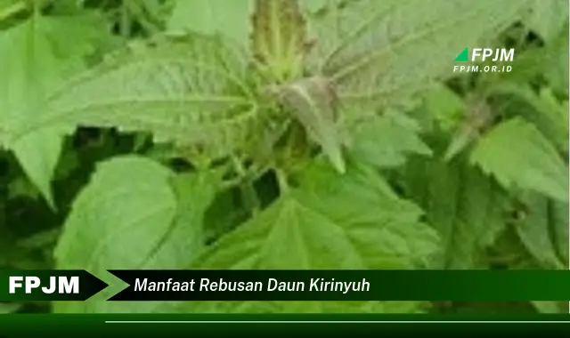 manfaat rebusan daun kirinyuh