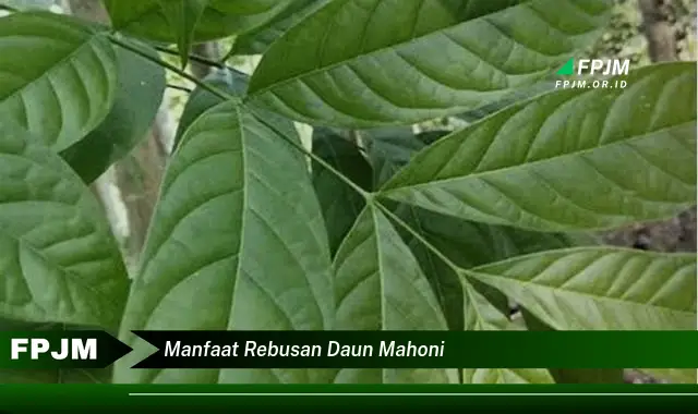 manfaat rebusan daun mahoni