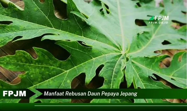 manfaat rebusan daun pepaya jepang