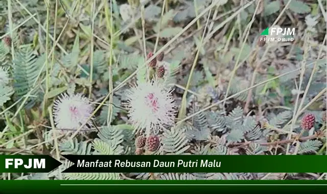 manfaat rebusan daun putri malu