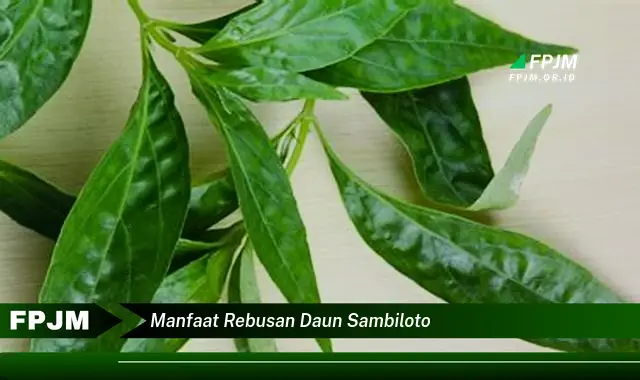 manfaat rebusan daun sambiloto