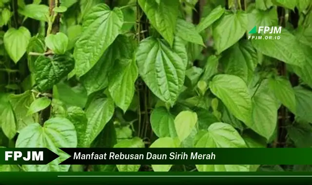 manfaat rebusan daun sirih merah