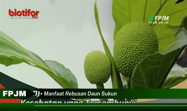 manfaat rebusan daun sukun