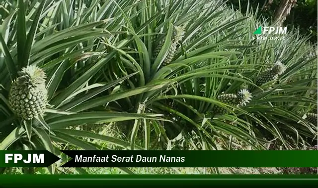 manfaat serat daun nanas