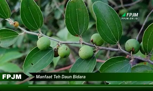 Ketahui 10 Manfaat Teh Daun Bidara untuk Kesehatan dan Penyembuhan