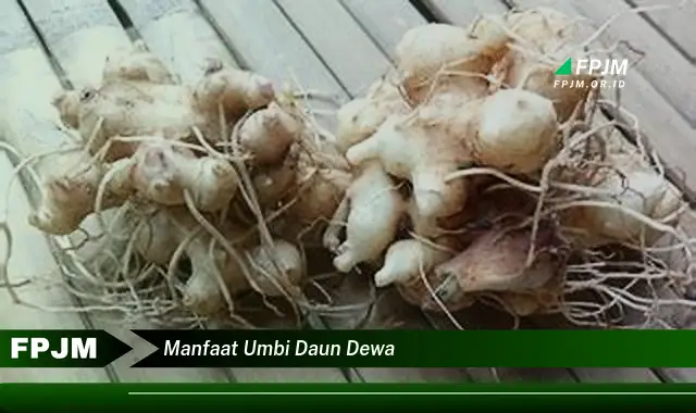 manfaat umbi daun dewa