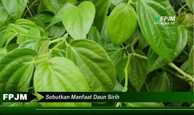 sebutkan manfaat daun sirih