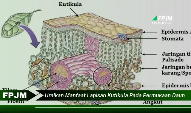 Ketahui 9 Manfaat Lapisan Kutikula pada Permukaan Daun untuk Kesehatan Tanaman Anda