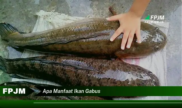 apa manfaat ikan gabus