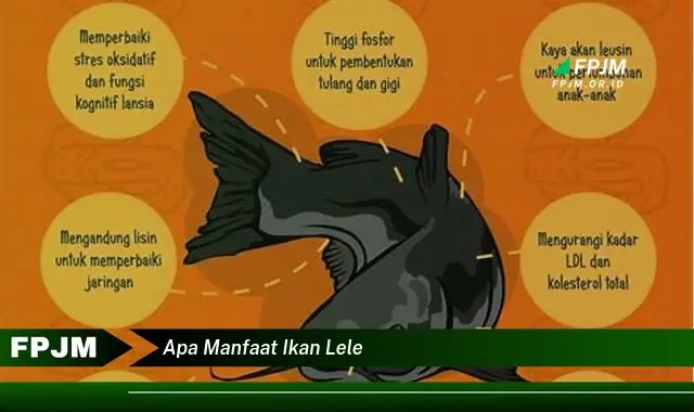 apa manfaat ikan lele apa manfaat ikan lele