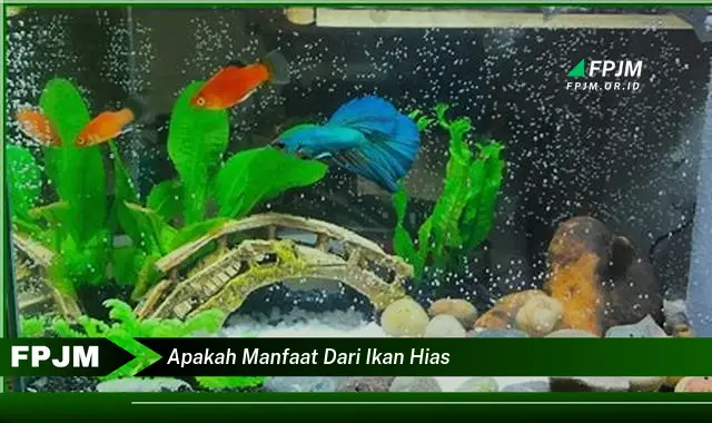 apakah manfaat dari ikan hias