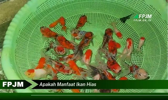 apakah manfaat ikan hias