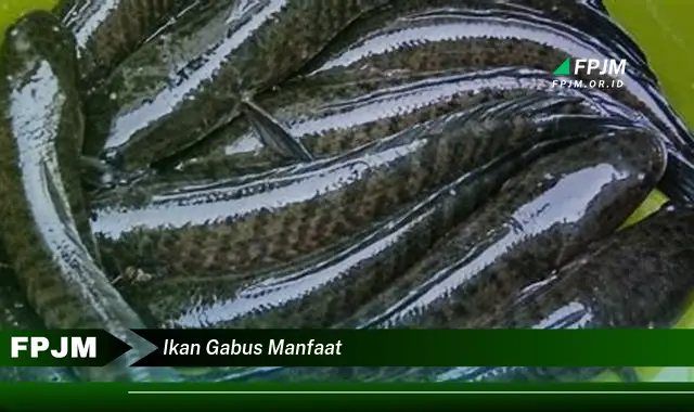 ikan gabus manfaat ikan gabus manfaat