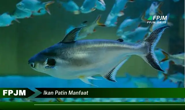 ikan patin manfaat