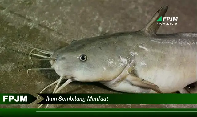ikan sembilang manfaat ikan sembilang manfaat