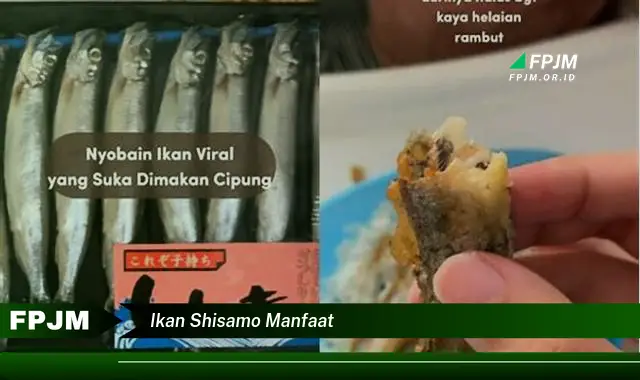 ikan shisamo manfaat ikan shisamo manfaat