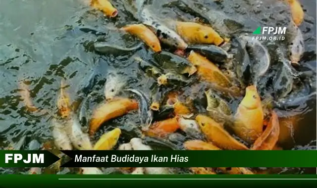 manfaat budidaya ikan hias manfaat budidaya ikan hias