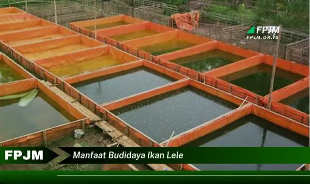manfaat budidaya ikan lele manfaat budidaya ikan lele