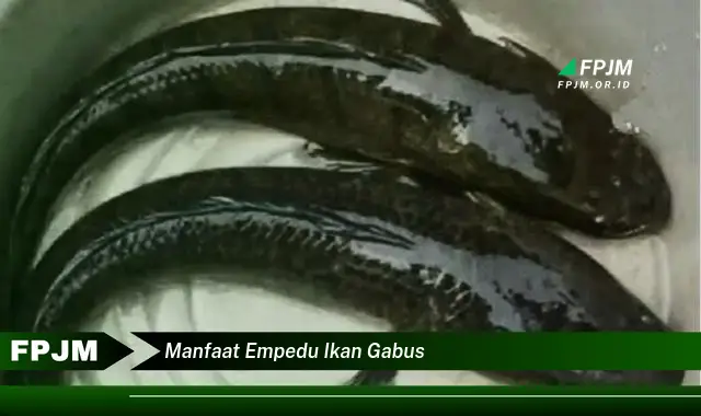manfaat empedu ikan gabus manfaat empedu ikan gabus