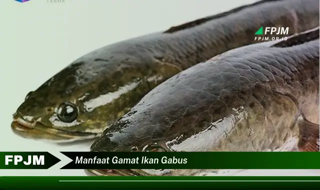 manfaat gamat ikan gabus