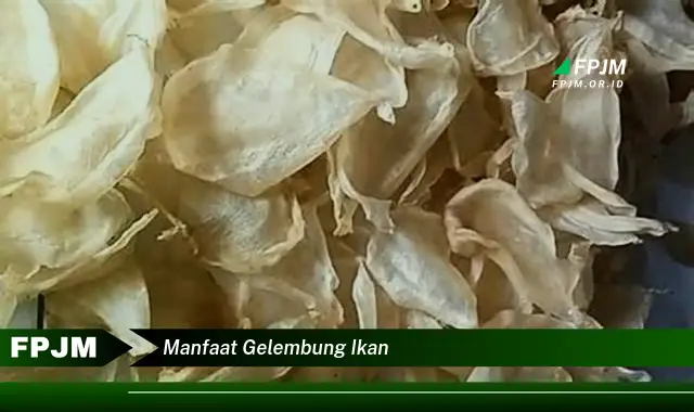 manfaat gelembung ikan