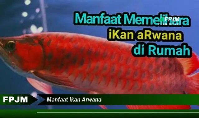 manfaat ikan arwana manfaat ikan arwana