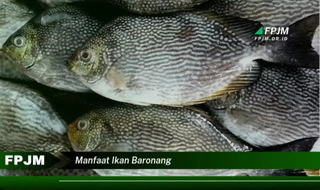 manfaat ikan baronang