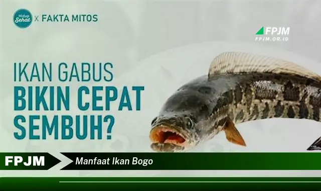 manfaat ikan bogo