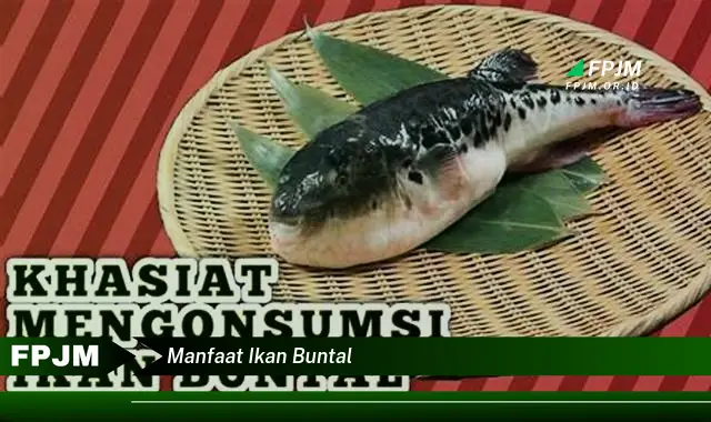 manfaat ikan buntal