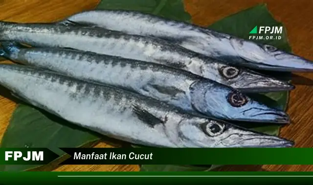 manfaat ikan cucut